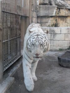 ホワイトタイガー