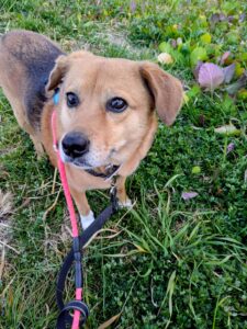 トトが見上げている