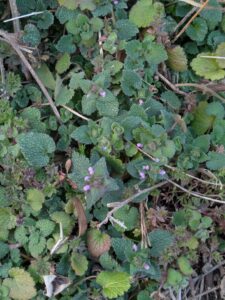 ヒメオドリコソウ